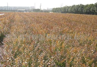 金葉女貞與小葉女貞 園林綠化中的黃金搭檔